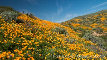 California Poppies, Diamond Valley Lake, Hemet, Eschscholzia californica