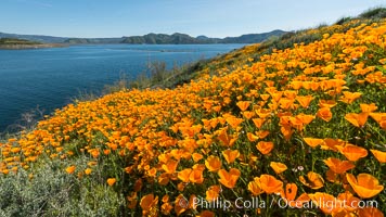 California Poppies, Diamond Valley Lake, Hemet, Eschscholzia californica