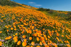 California Poppies, Diamond Valley Lake, Hemet, Eschscholzia californica