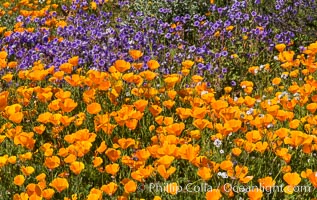 California Poppies, Diamond Valley Lake, Hemet, Eschscholzia californica