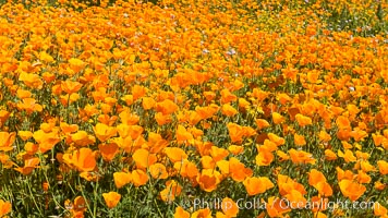 California Poppies, Diamond Valley Lake, Hemet, Eschscholzia californica