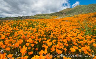 California Poppies, Elsinore