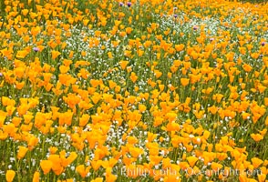 California Poppies, Elsinore. USA, Eschscholzia californica, natural history stock photograph, photo id 33116