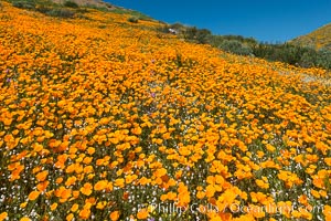 California Poppies, Elsinore, Eschscholzia californica