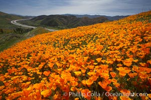 California poppies cover the hills in a brilliant springtime bloom, Eschscholtzia californica, Eschscholzia californica, Elsinore