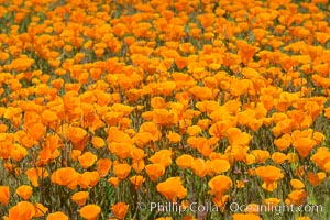 California Poppies, Rancho La Costa, Carlsbad, Eschscholzia californica