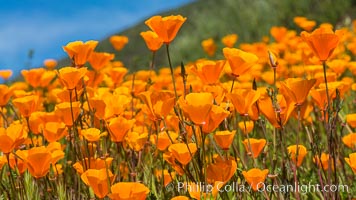 California Poppies, Rancho La Costa, Carlsbad, Eschscholzia californica