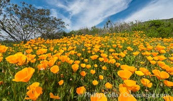 California Poppies, Rancho La Costa, Carlsbad. USA, Eschscholzia californica, natural history stock photograph, photo id 33129