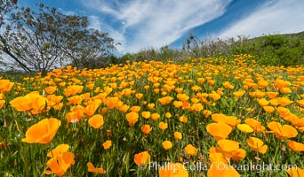 California Poppies, Rancho La Costa, Carlsbad, Eschscholzia californica