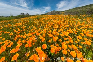 California Poppies, Rancho La Costa, Carlsbad, Eschscholzia californica