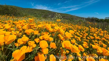 California Poppies, Rancho La Costa, Carlsbad. USA, Eschscholzia californica, natural history stock photograph, photo id 33160