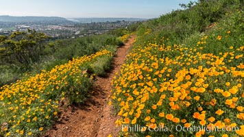 California Poppies, Rancho La Costa, Carlsbad, Eschscholzia californica