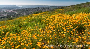 California Poppies, Rancho La Costa, Carlsbad, Eschscholzia californica