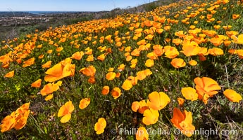 California Poppies, Rancho La Costa, Carlsbad, Eschscholzia californica