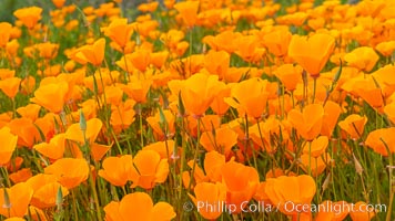 California Poppies, Rancho La Costa, Carlsbad, Eschscholzia californica