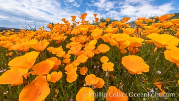 California Poppies, Rancho La Costa, Carlsbad, Eschscholzia californica