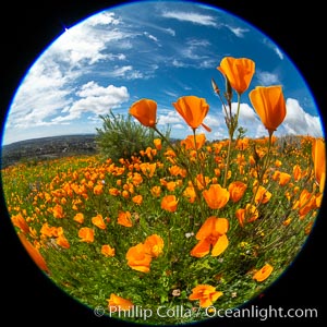 California Poppies, Rancho La Costa, Carlsbad, Eschscholzia californica