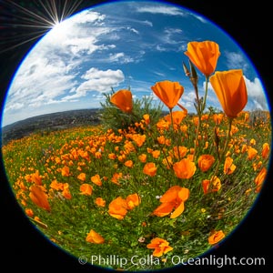 California Poppies, Rancho La Costa, Carlsbad, Eschscholzia californica