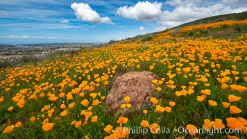 California Poppies, Rancho La Costa, Carlsbad, Eschscholzia californica