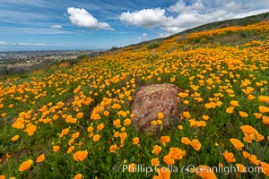 California Poppies, Rancho La Costa, Carlsbad, Eschscholzia californica