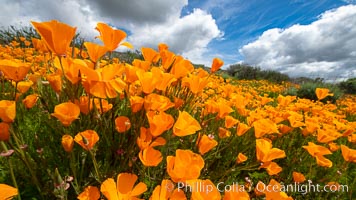 California Poppies, Rancho La Costa, Carlsbad, Eschscholzia californica