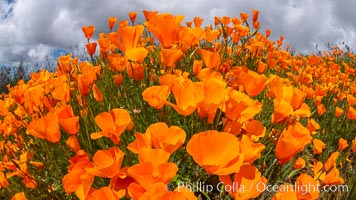 California Poppies, Rancho La Costa, Carlsbad, Eschscholzia californica