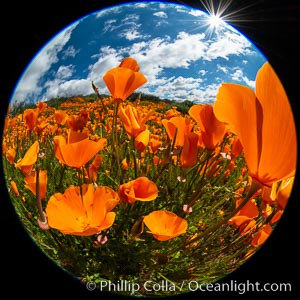 California Poppies, Rancho La Costa, Carlsbad, Eschscholzia californica