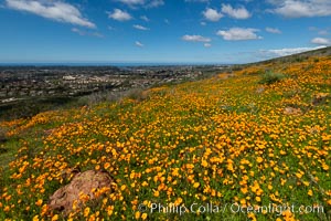 California Poppies, Rancho La Costa, Carlsbad, Eschscholzia californica