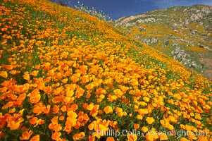 California poppies cover the hillsides in bright orange, just months after the area was devastated by wildfires. Del Dios, San Diego, USA, Eschscholtzia californica, Eschscholzia californica, natural history stock photograph, photo id 20490