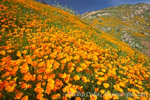 Explosion of California Poppies, San Diego.