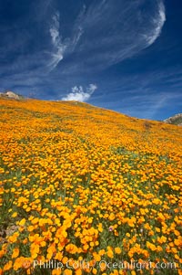 California poppies cover the hillsides in bright orange, just months after the area was devastated by wildfires, Eschscholtzia californica, Eschscholzia californica, Del Dios, San Diego