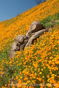 Poppies and boulders, Eschscholtzia californica, Eschscholzia californica, Del Dios, San Diego, California