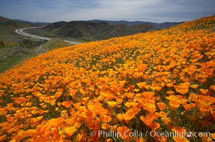 California poppies cover the hills in a brilliant springtime bloom.  Interstate 15 I-15 is seen in the distance, Eschscholtzia californica, Eschscholzia californica, Elsinore