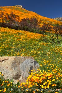 California poppies bloom in enormous fields cleared just a few months earlier by huge wildfires.  Burnt dead bushes are seen surrounded by bright poppies.