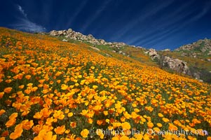 California poppies cover the hillsides in bright orange, just months after the area was devastated by wildfires, Eschscholtzia californica, Eschscholzia californica, Del Dios, San Diego