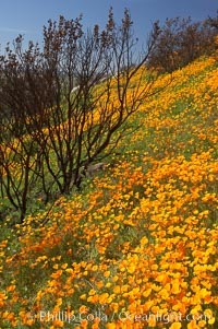 California poppies bloom in enormous fields cleared just a few months earlier by huge wildfires.  Burnt dead bushes are seen surrounded by bright poppies, Eschscholtzia californica, Eschscholzia californica, Del Dios, San Diego