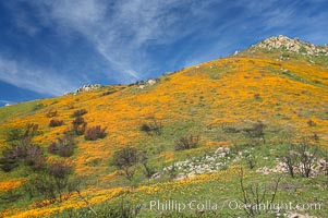 California poppies cover the hillsides in bright orange, just months after the area was devastated by wildfires. Del Dios, San Diego, USA, Eschscholtzia californica, Eschscholzia californica, natural history stock photograph, photo id 20500