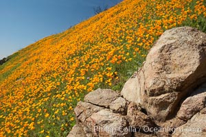 Poppies and boulders, Eschscholtzia californica, Eschscholzia californica, Del Dios, San Diego, California