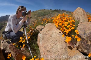A photographer trains his camera on a bright orange bloom of California poppies, Eschscholtzia californica, Eschscholzia californica, Elsinore