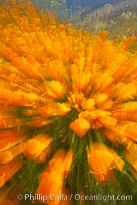 California poppies in a blend of rich orange color, blurred by a time exposure, Eschscholtzia californica, Eschscholzia californica, Del Dios, San Diego