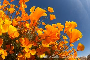 California poppy plants viewed from the perspective of a bug walking below the bright orange blooms, Eschscholtzia californica, Eschscholzia californica, Elsinore