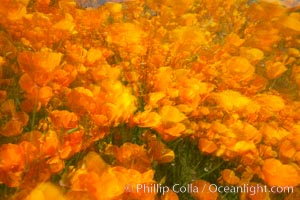 California poppies in a blend of rich orange color, blurred by a time exposure, Eschscholtzia californica, Eschscholzia californica, Del Dios, San Diego