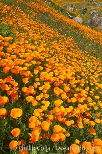 California poppies cover the hillsides in bright orange, just months after the area was devastated by wildfires, Eschscholtzia californica, Eschscholzia californica, Del Dios, San Diego