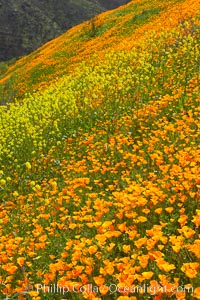 California poppies cover the hillsides in bright orange, just months after the area was devastated by wildfires, Eschscholtzia californica, Eschscholzia californica, Del Dios, San Diego