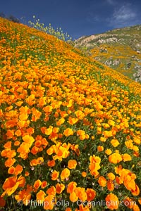 California poppies cover the hillsides in bright orange, just months after the area was devastated by wildfires, Eschscholtzia californica, Eschscholzia californica, Del Dios, San Diego