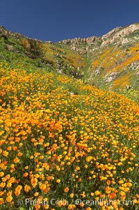 California poppies cover the hillsides in bright orange, just months after the area was devastated by wildfires, Eschscholtzia californica, Eschscholzia californica, Del Dios, San Diego