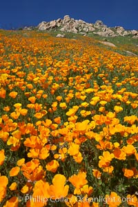 California poppies cover the hillsides in bright orange, just months after the area was devastated by wildfires, Eschscholtzia californica, Eschscholzia californica, Del Dios, San Diego