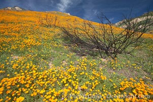 California poppies bloom in enormous fields cleared just a few months earlier by huge wildfires.  Burnt dead bushes are seen surrounded by bright poppies, Eschscholtzia californica, Eschscholzia californica, Del Dios, San Diego
