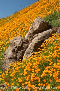 Poppies and boulders, Eschscholtzia californica, Eschscholzia californica, Del Dios, San Diego, California