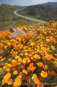 California poppies cover the hills in a brilliant springtime bloom.  Interstate 15 I-15 is seen in the distance, Eschscholtzia californica, Eschscholzia californica, Elsinore